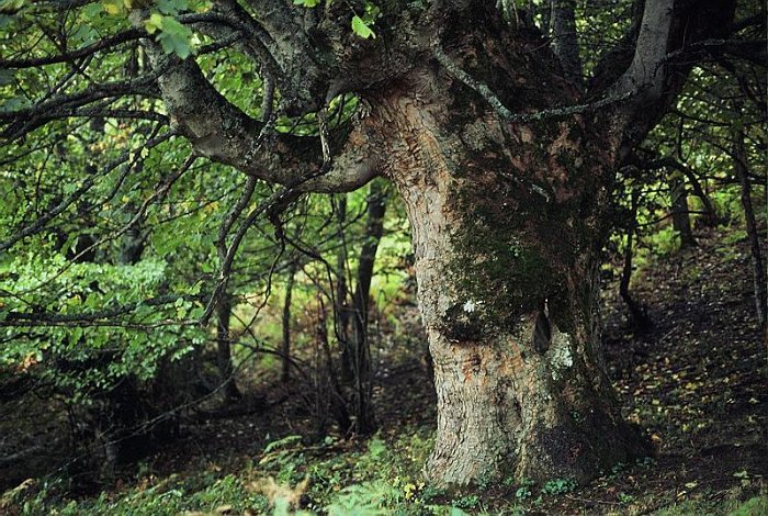Acer pseudoplatanus